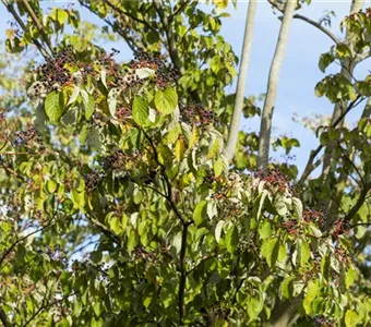 Cornus sanguinea