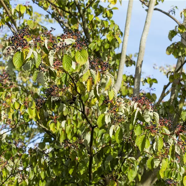 Cornus sanguinea