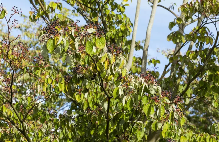 Cornus sanguinea