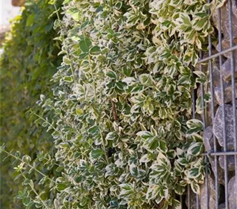 Euonymus fortunei 'Emerald Gaiety'