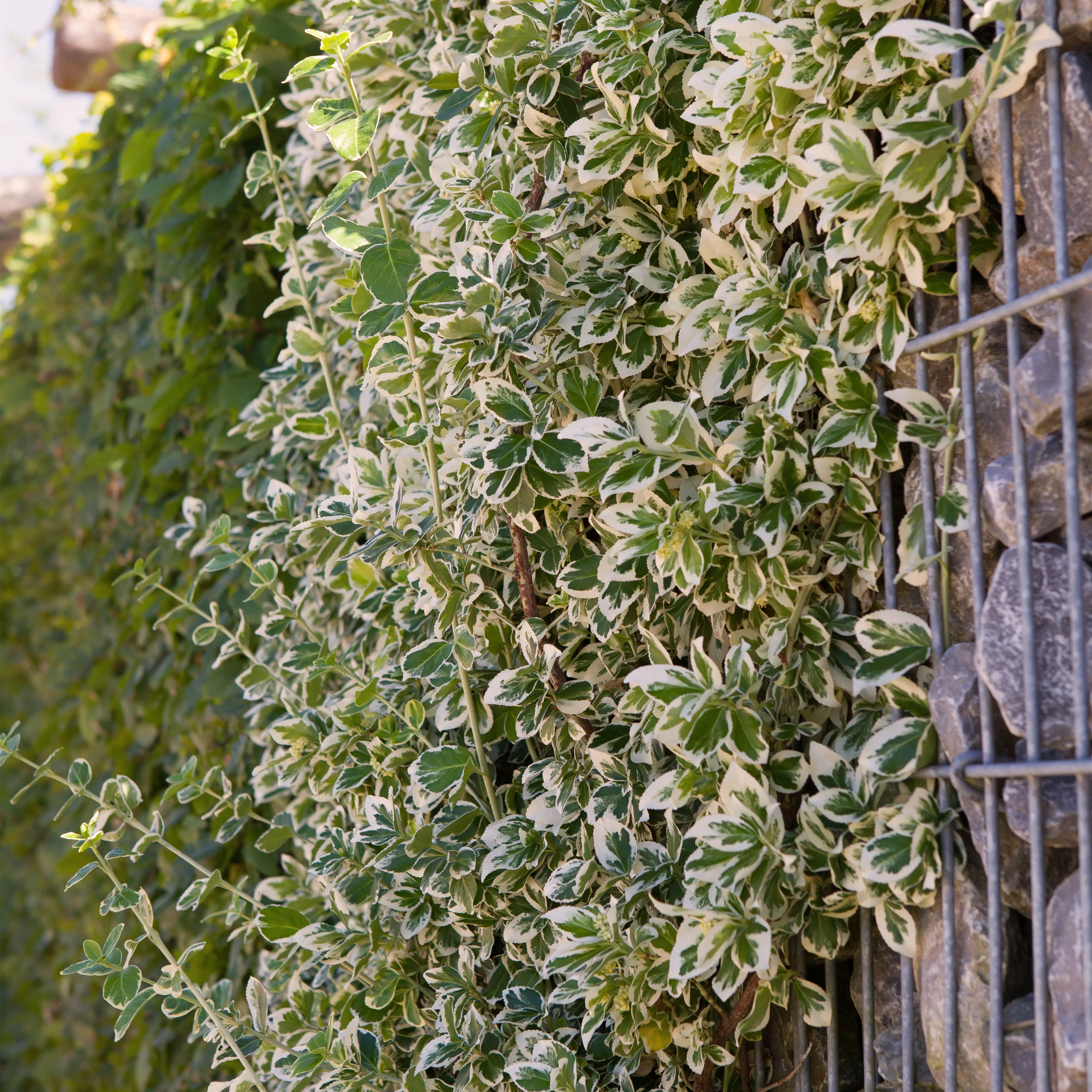 Euonymus fortunei 'Emerald Gaiety'