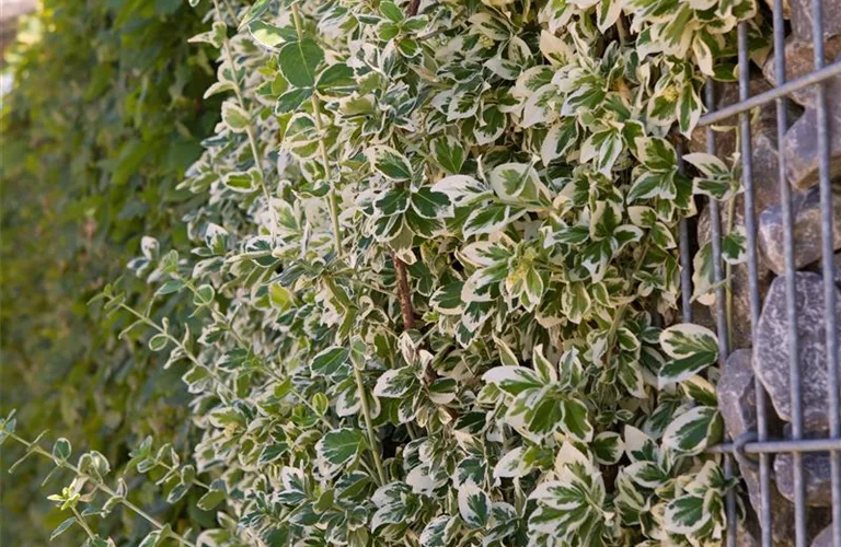 Euonymus fortunei 'Emerald Gaiety'