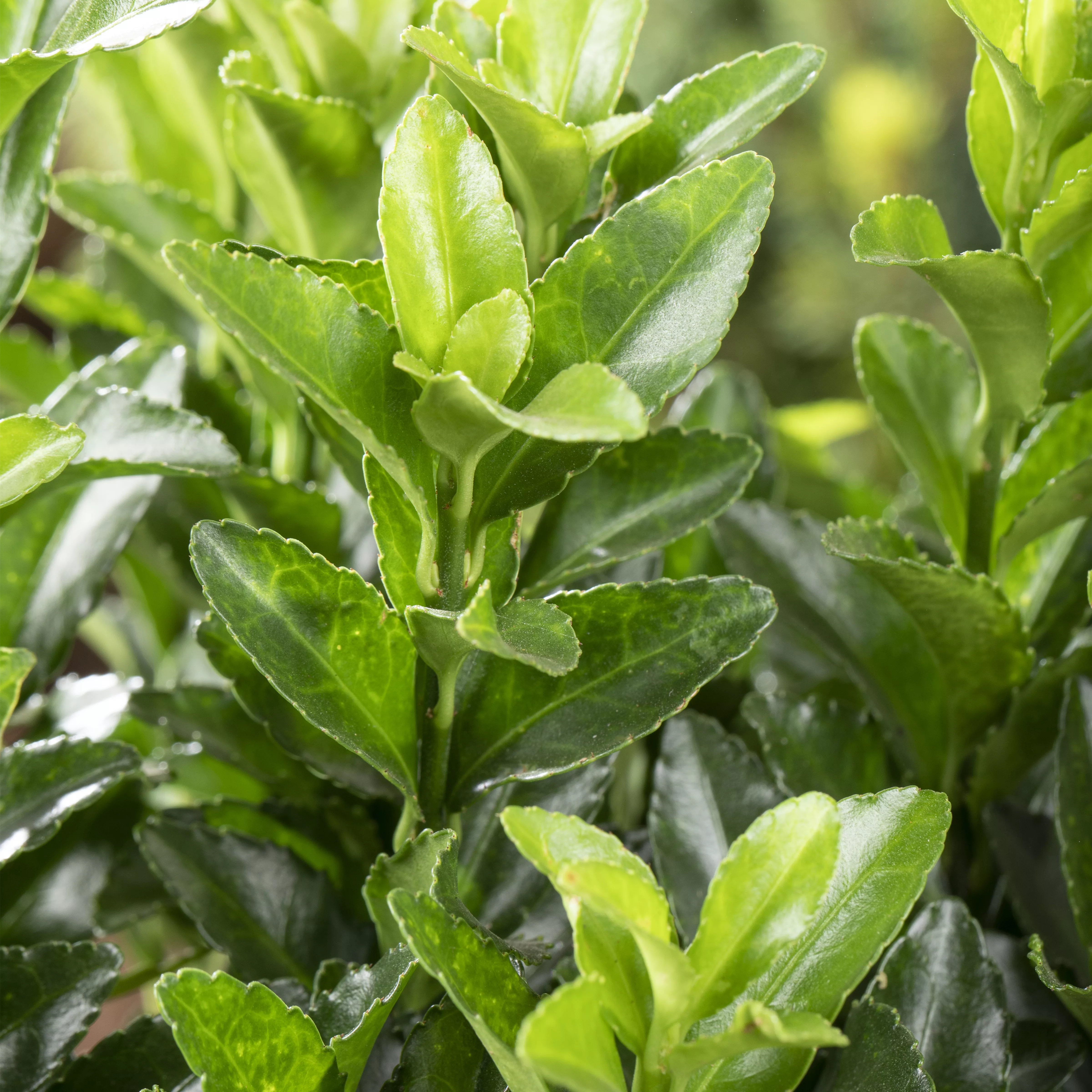 Euonymus japonicus 'Green Spire'