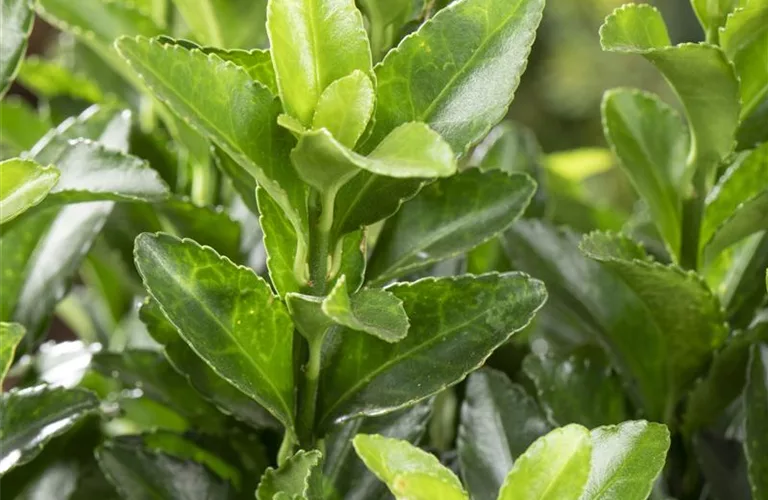 Euonymus japonicus 'Green Spire'