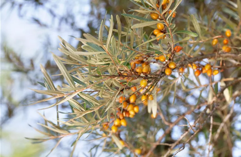 Hippophae rhamnoides 'Leikora'