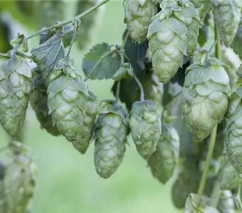 Humulus lupulus 'Nordbrau