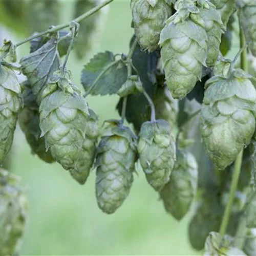 Humulus lupulus 'Nordbrau