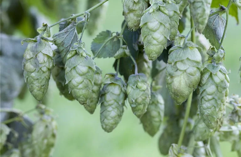 Humulus lupulus 'Nordbrau