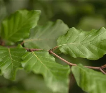 Fagus sylvatica