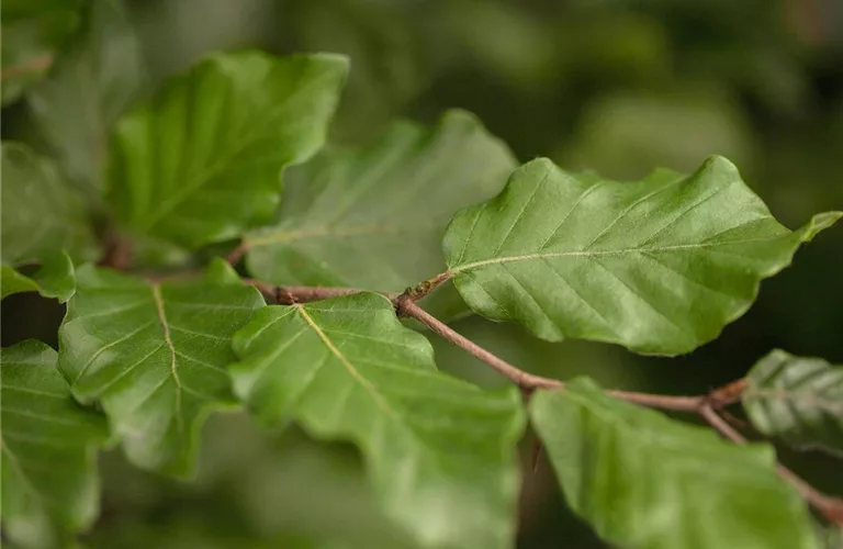 Fagus sylvatica