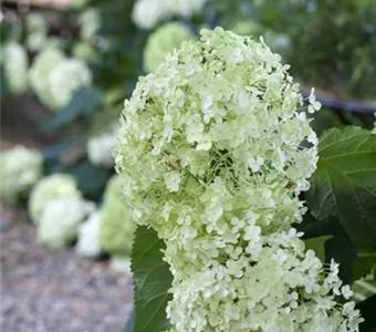 Hydrangea arborescens 'Annabelle'