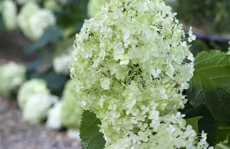 Hydrangea arborescens 'Annabelle'