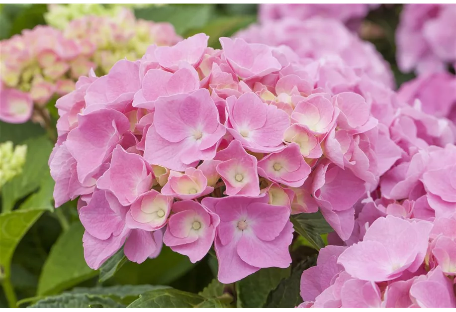 Gartenhortensie 'Early Pink' -S-