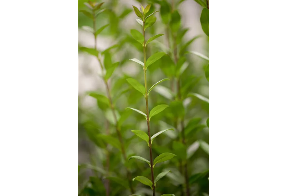 Schwarzgrüner Liguster 'Atrovirens'