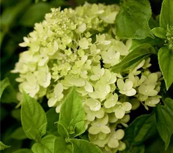 Hydrangea paniculata 'Bobo' -R-