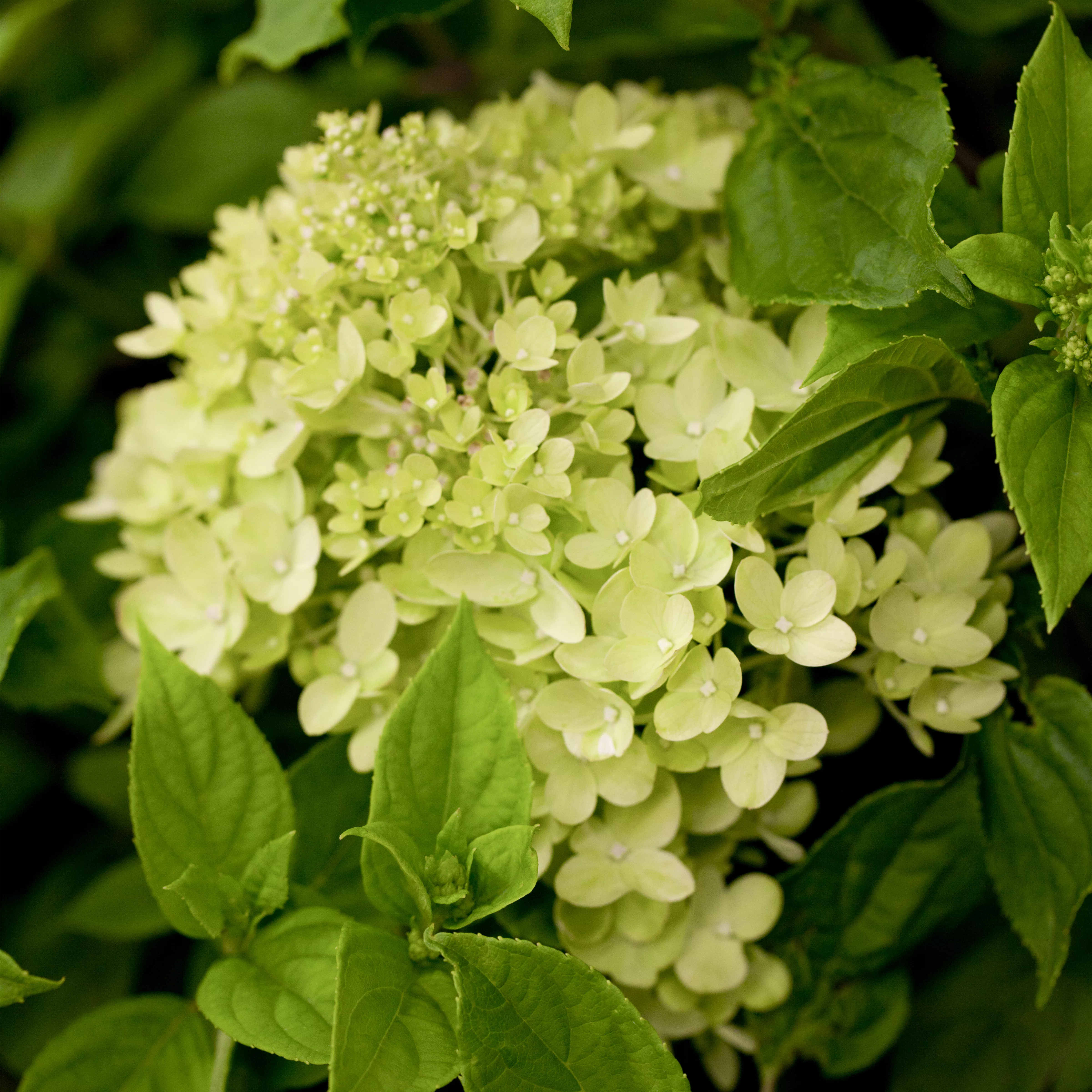 Hydrangea paniculata 'Bobo' -R-