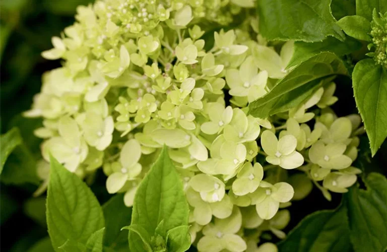 Hydrangea paniculata 'Bobo' -R-