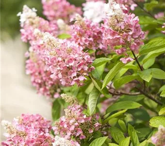 Hydrangea paniculata 'Pinky Winky' -R-