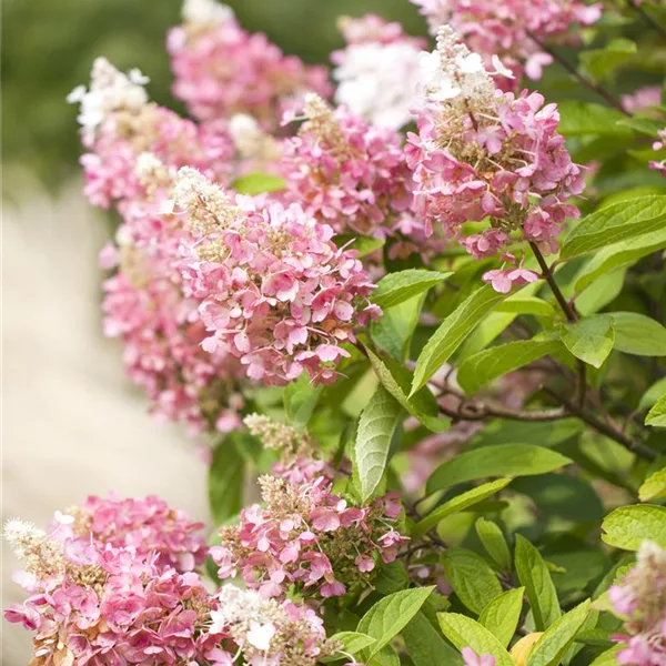 Hydrangea paniculata 'Pinky Winky' -R-