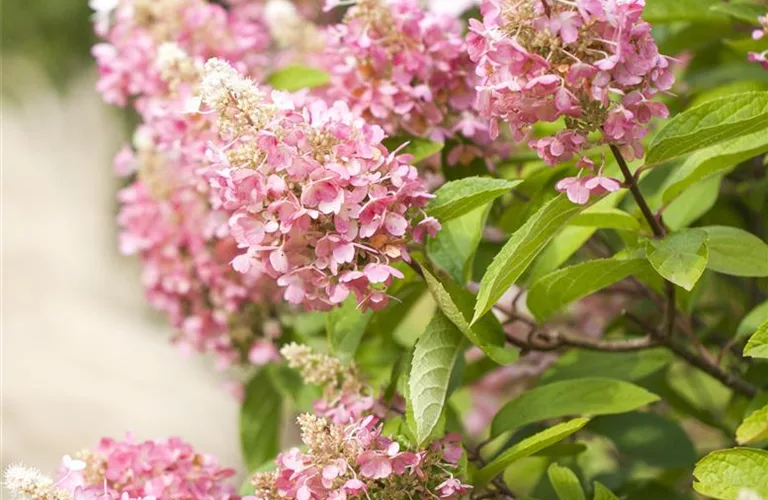 Hydrangea paniculata 'Pinky Winky' -R-