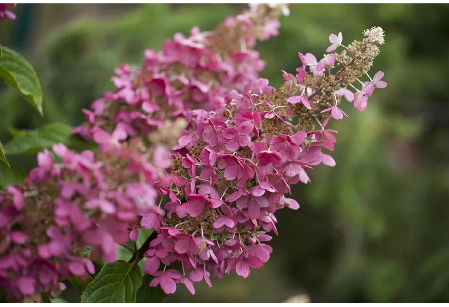 Rispenhortensie 'Little Quick Fire'