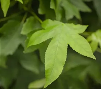 Liquidambar styraciflua 'Gumball'