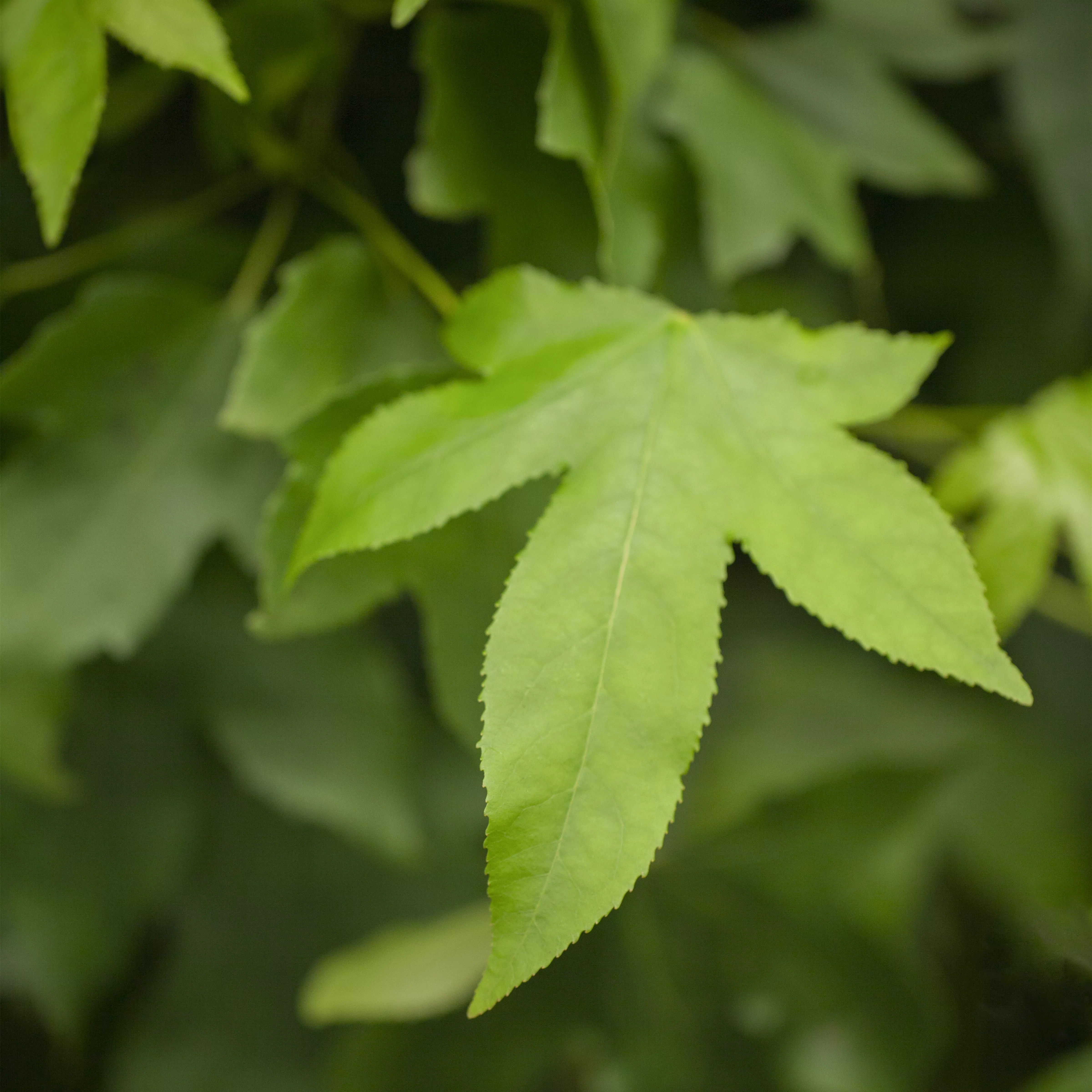 Liquidambar styraciflua 'Gumball'