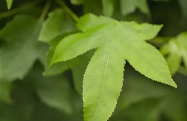 Liquidambar styraciflua 'Gumball'