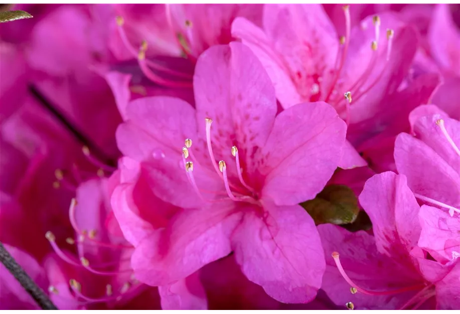 Japanische Azalee 'Rosalind'