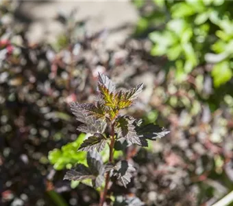 Physocarpus opulifol.'Little Devil' -R-