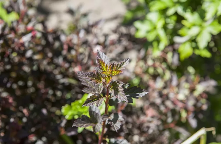 Physocarpus opulifol.'Little Devil' -R-