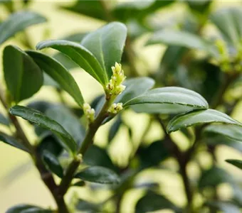 Ilex crenata 'Dark Green' -R-