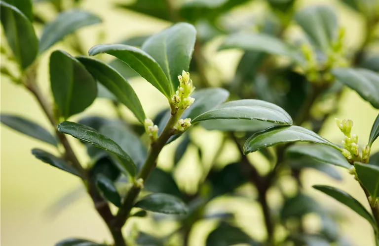 Ilex crenata 'Dark Green' -R-