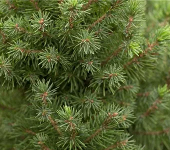 Picea glauca 'Conica Perfecta'