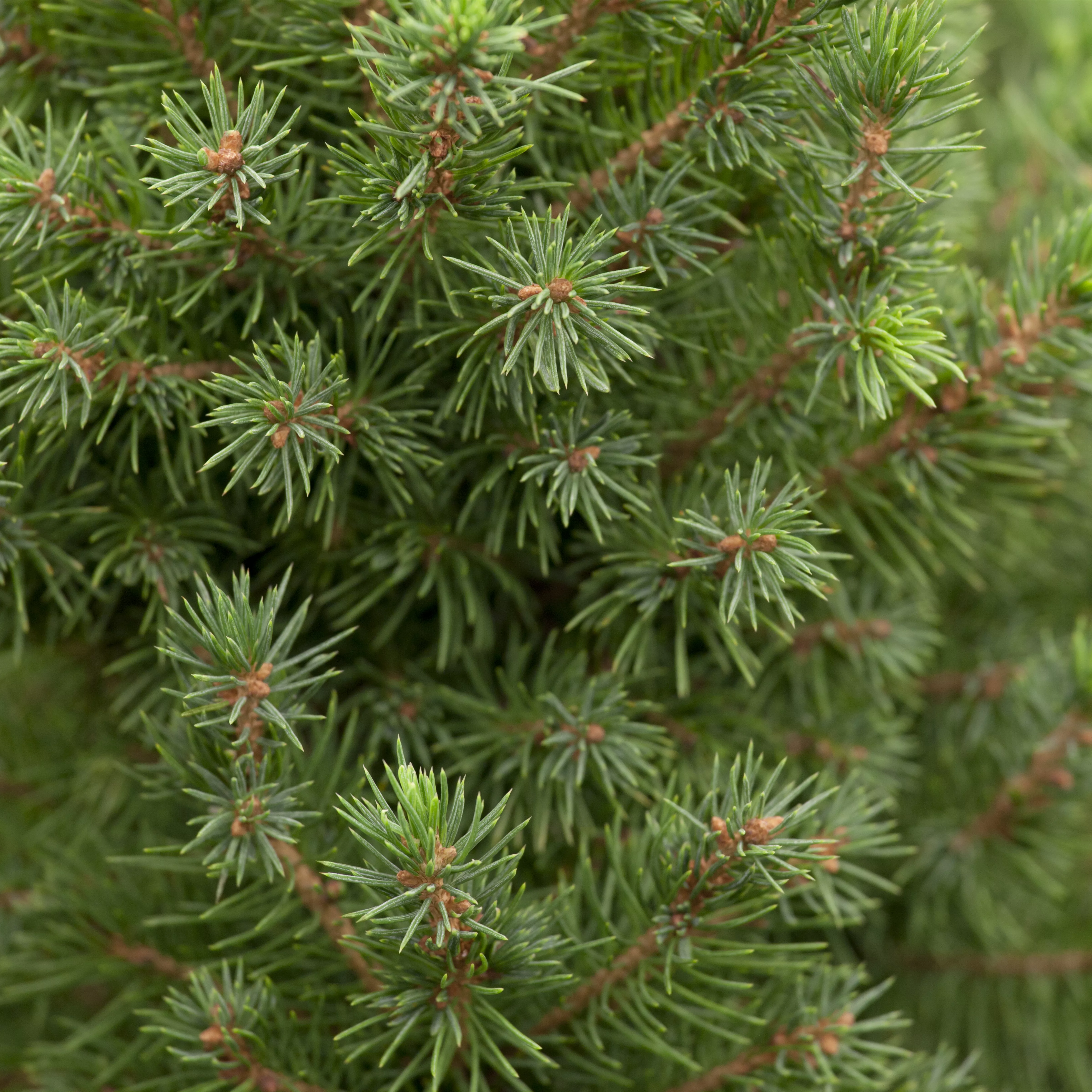 Picea glauca 'Conica Perfecta'