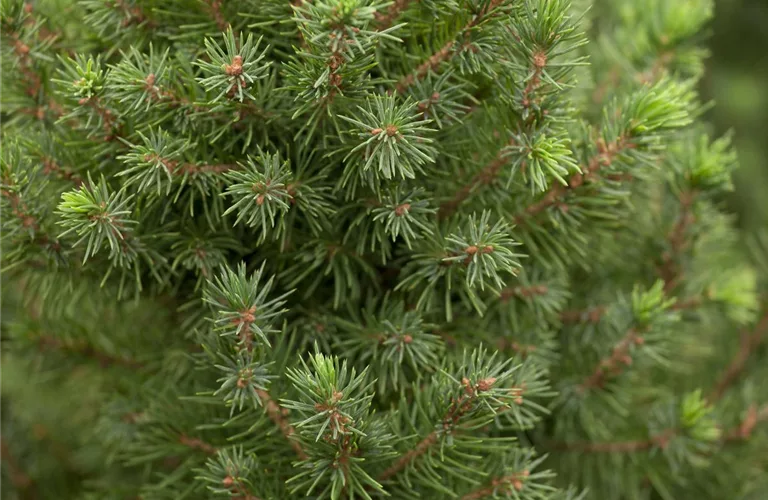 Picea glauca 'Conica Perfecta'