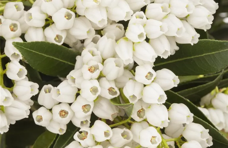 Pieris japonica 'Debutante'