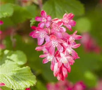 Ribes sanguineum 'King Edward VII'