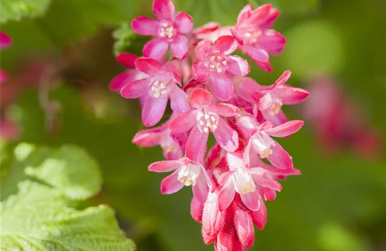 Ribes sanguineum 'King Edward VII'