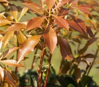 Pieris japonica 'Mountain Fire'