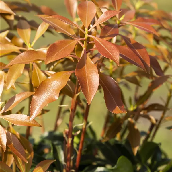 Pieris japonica 'Mountain Fire'