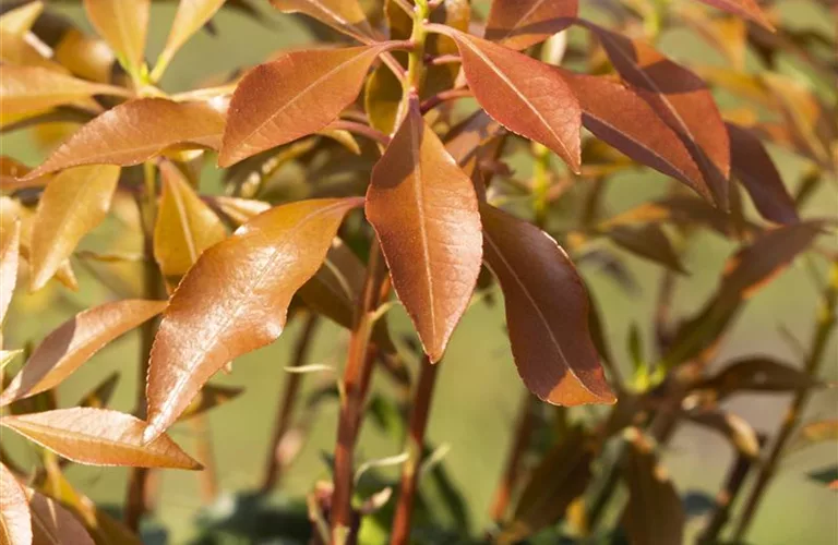 Pieris japonica 'Mountain Fire'