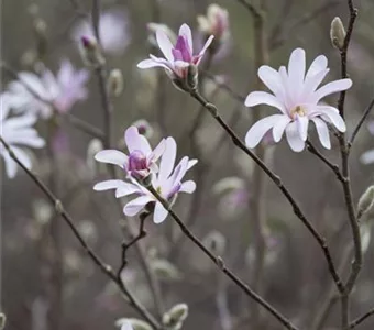 Magnolia soulangiana