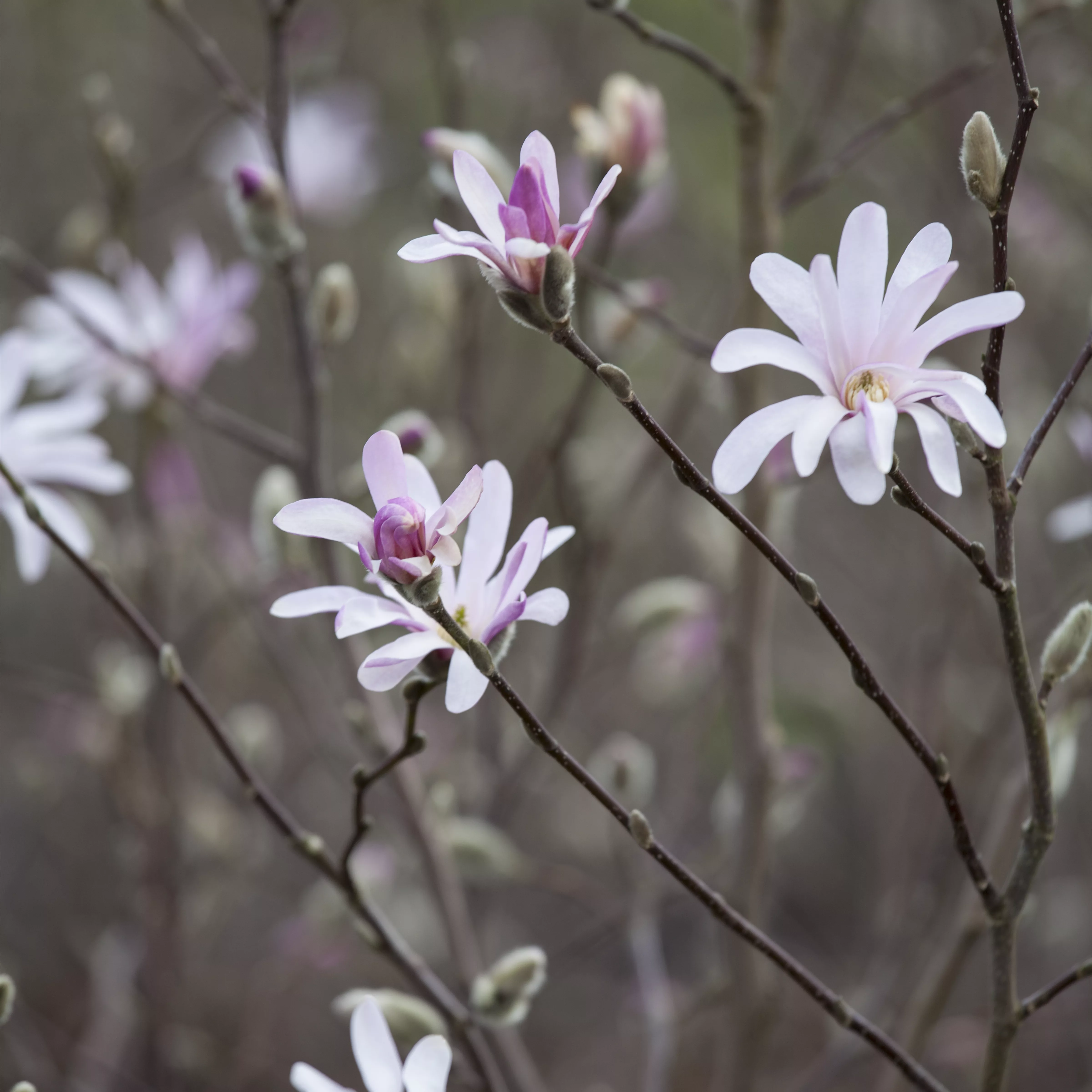 Magnolia soulangiana