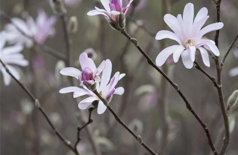 Magnolia soulangiana