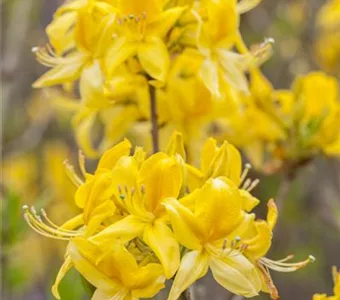 Rhododendron lut. i.S., PrGr.I