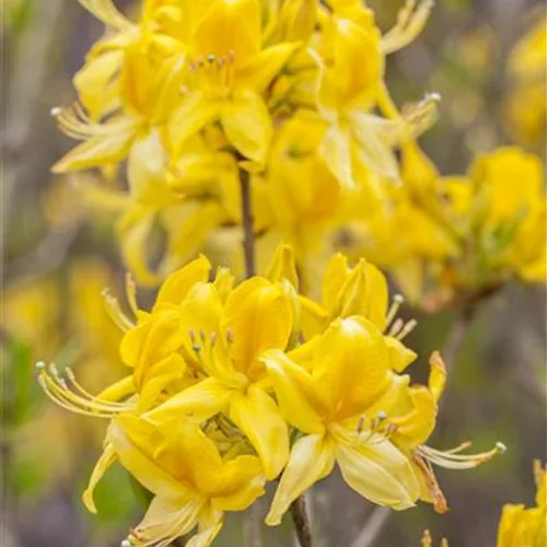 Rhododendron lut. i.S., PrGr.I