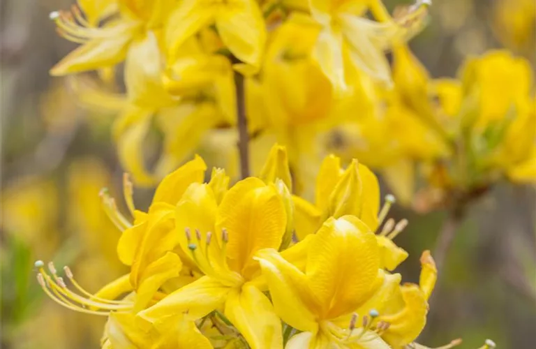 Rhododendron lut. i.S., PrGr.I