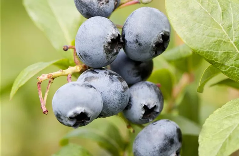 Vaccinium corymb.'Goldtraube' CAC