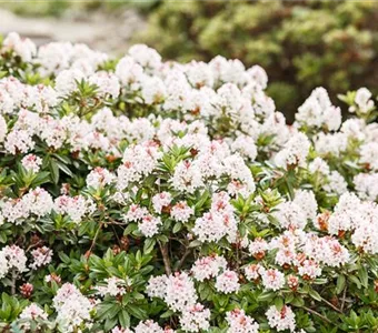 Rhododendron micranthum 'Bloombux' -R-